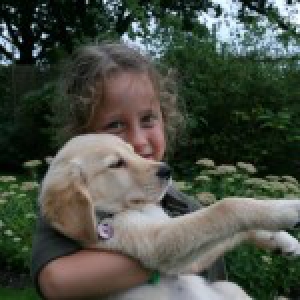 Golden Retriever Smoothie