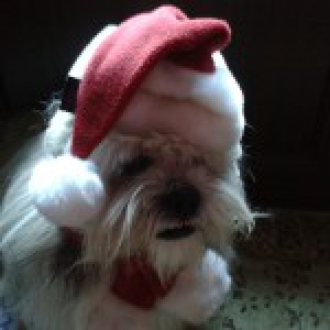 Gribouill, le Lhasa Apso