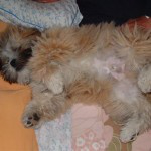 Gribouill, notre Lhasa Apso