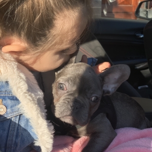 Gucci, de Bouledogue Français