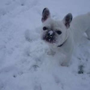 Guizmo, de Franse Bulldog