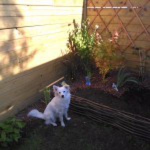 Hano&iuml;, le Crois&eacute; Bichon/Spitz