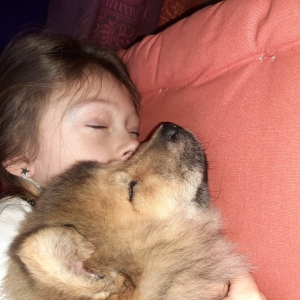 Happy, l'adorable chiot crois&eacute;