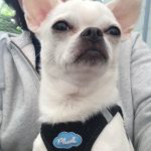 Harley, de chihuahua