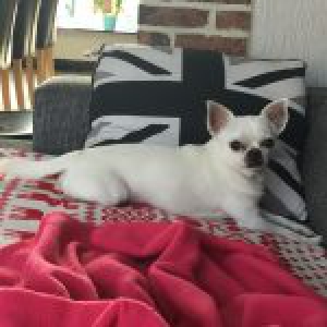 Harley, de chihuahua