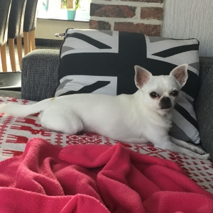 Harley, de Chihuahua