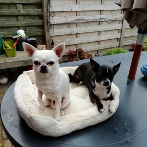 Harley, de Chihuahua
