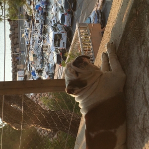 Hermes, de Bouledogue Anglais