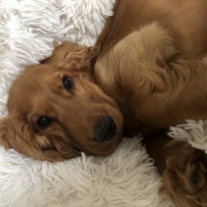 Hermès, de Cocker Anglais