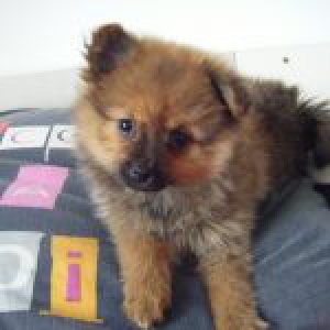 Hiris, le Spitz Nain3