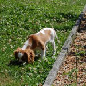 Holmes et Inlove, les Cavalier King Charles