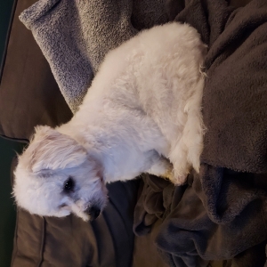Hopy, de Bichon Frisé