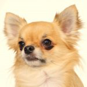 Hummer & Gizmo, de chihuahua's