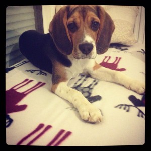 Ipso, le Beagle