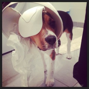 Ipso, le Beagle