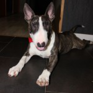 Isorn, le Bull Terrier