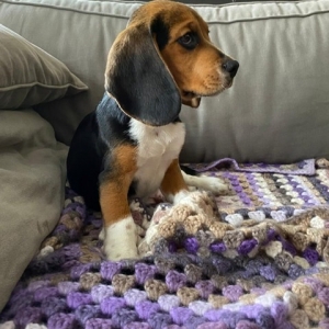 Jack, de Beagle