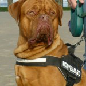 Jack, de Bordeaux Dog A