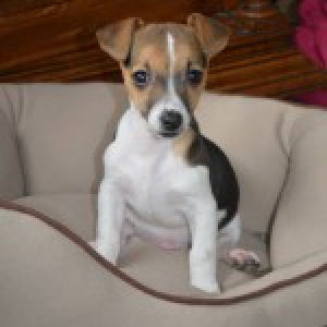 Jack, de Jack Russel