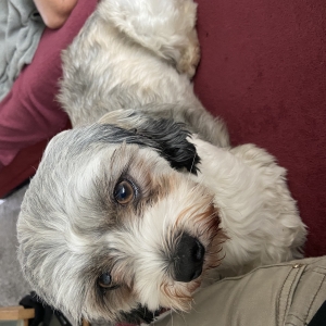 jack, de Zeer leuke kruisingen