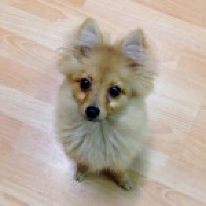 Jack, mon Spitz