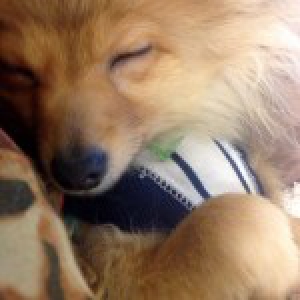 Jack, mon Spitz