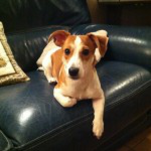 Jack Russel Zoé