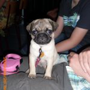 Jake, de mops