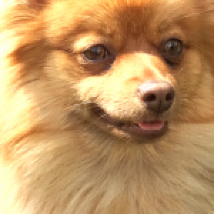 Janel, le Spitz Nain