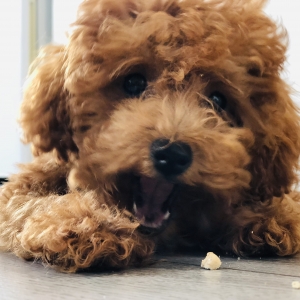 jasi, de Uitzonderlijke aanbieding