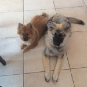 Jeffree, de dwergkees