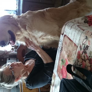 JIMMY, de Golden Retriever