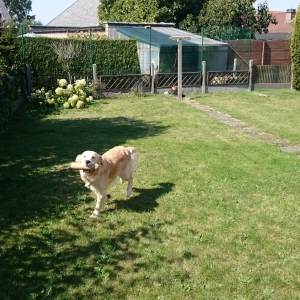 JIMMY, de Golden Retriever