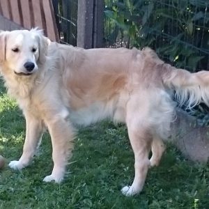 JIMMY, de Golden Retriever