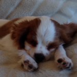 Jimpy, de Cavalier King Charles