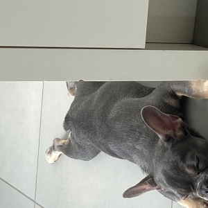 Julius, de Franse Bulldog
