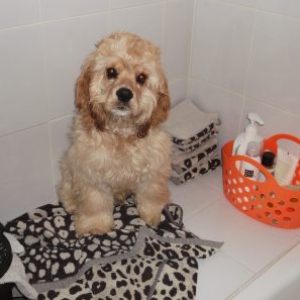 Juul, Amerikaanse Cocker