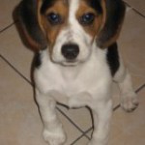 Kalinka, de Beagle