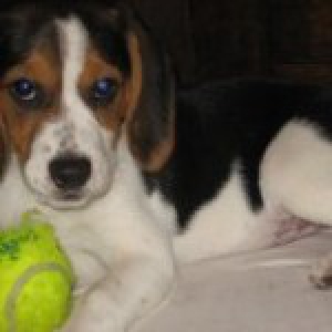Kalinka, de Beagle