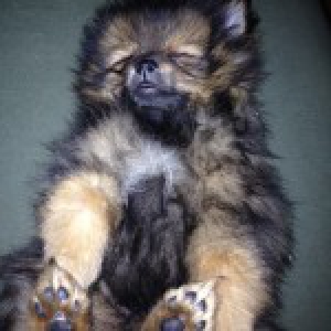 Kess, de keeshond