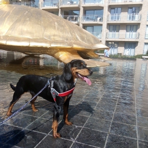 Kiba, de zeer leuke kruising!