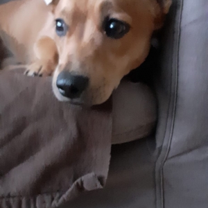 Kinder, de Zeer leuke kruisingen