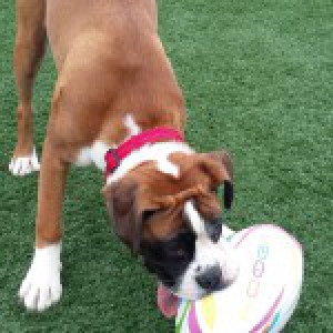 Kito, le Boxer