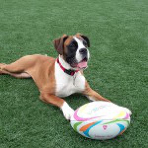 Kito, le Boxer