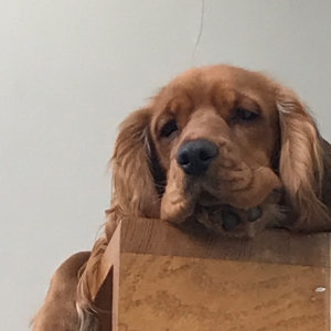 Koby, de Engelse Cocker Spani&euml;l