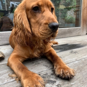 Koby, de Engelse Cocker Spani&euml;l