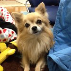 Kotaroh, de chihuahua