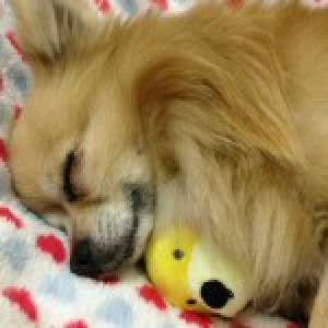 Kotaroh, de chihuahua