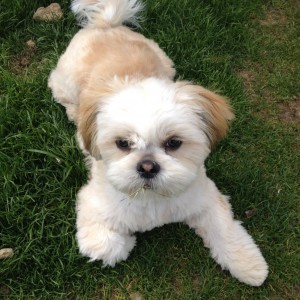 Lacy, de Shih Tzu
