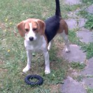 La&iuml;ca, de beagle